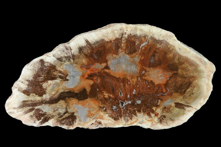 Petrified Horsetail (Calamites?) From Madagascar - Rare! #139608